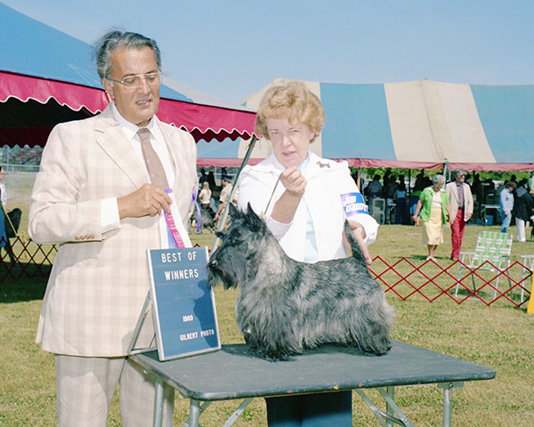 Vintage image of a brindle-coated Scottie.