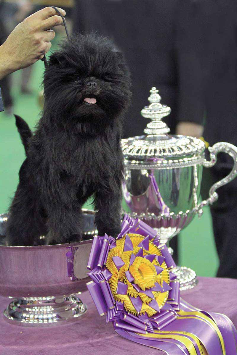 Choosing A Champion Judges Face A Tough Task At Westminster American