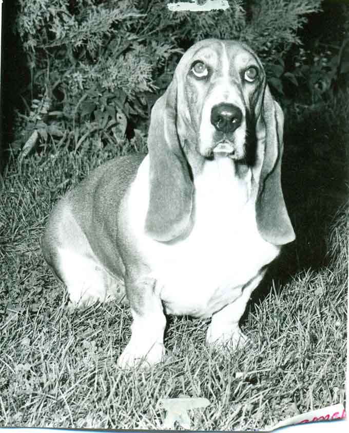 Basset Hound History & Training/Temperament American Kennel Club