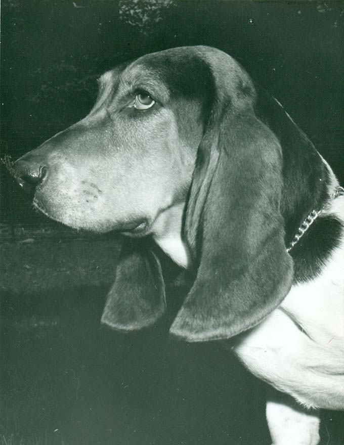 Basset Hound History & Training/Temperament American Kennel Club