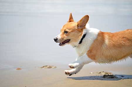 Corgi on the beach