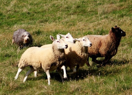 Akc best sale herding titles