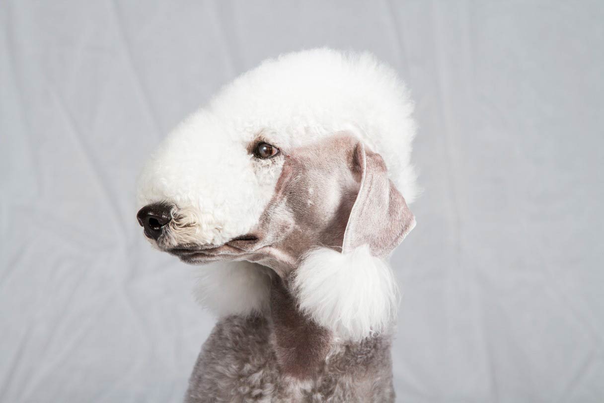 can lambs cross breed with poodles
