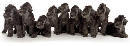 Bedlington pups