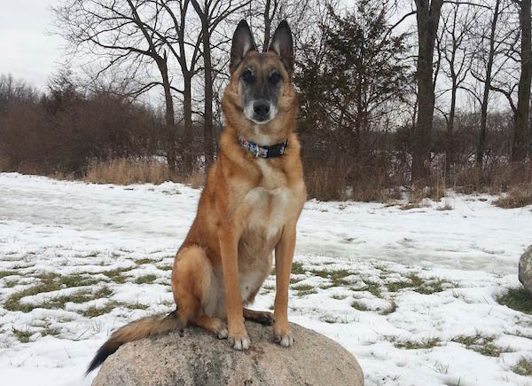 Belgian Malinois Rock