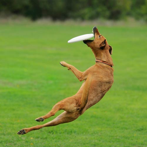 dog playing frisbee