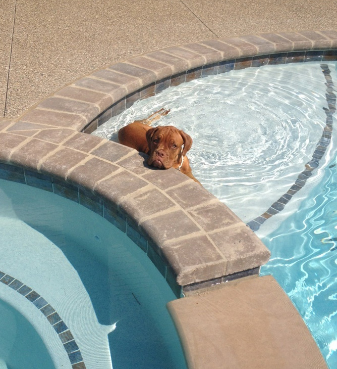 how to get your dog to swim