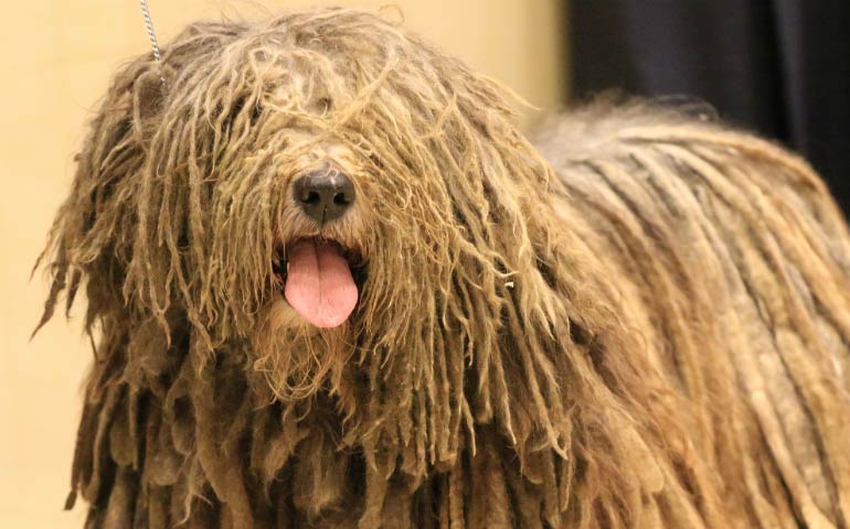 belgian sheepdog westminster dog show meet the 7 breeds debuting at westminster 140 american kennel club belgian sheepdog westminster dog show meet the 7 breeds debuting at westminster 140 american kennel club