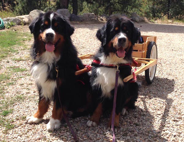 Nelly and her brace partner Willie