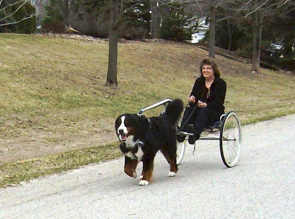 Bernese mountain dog 2024 pulling a cart