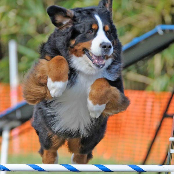 Bernese mountain best sale dog jumping