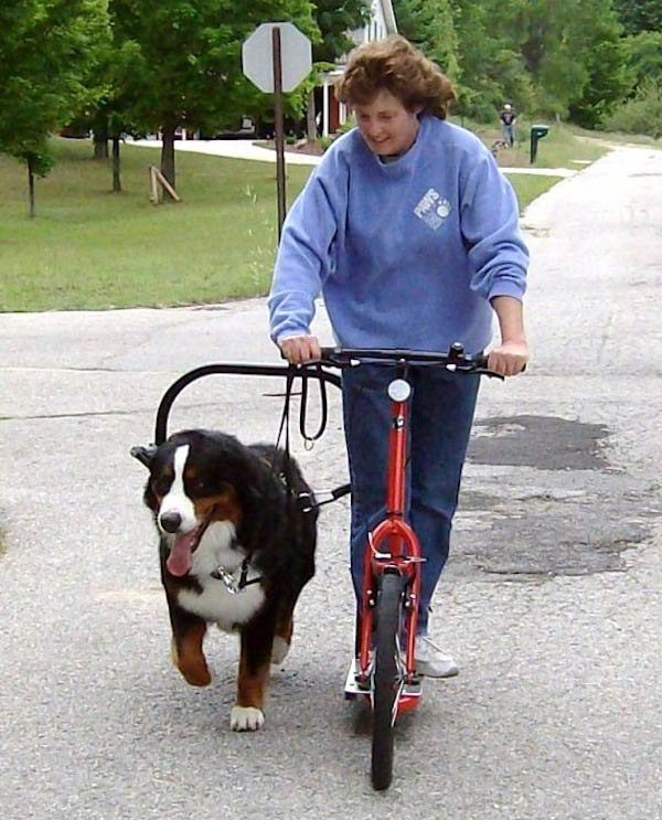 bernese mountain dog pulling sled