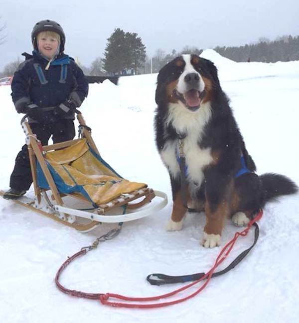 bernese mountain dog pulling sled