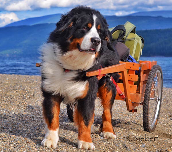 bernese mountain dog pulling sled