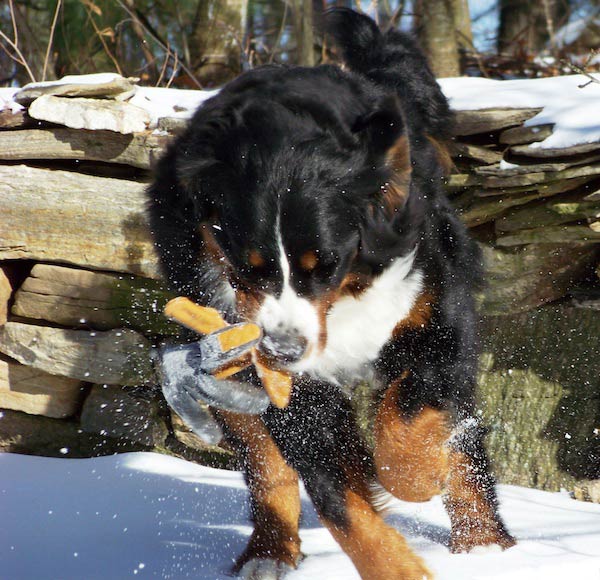 Gwen needed lots of training for holding things in her mouth