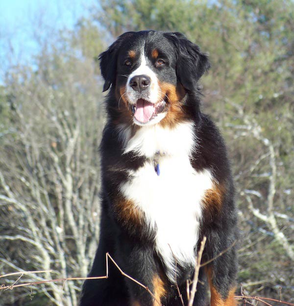 Bernese mountain dog store purebred