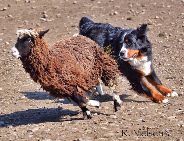 Berner working dog