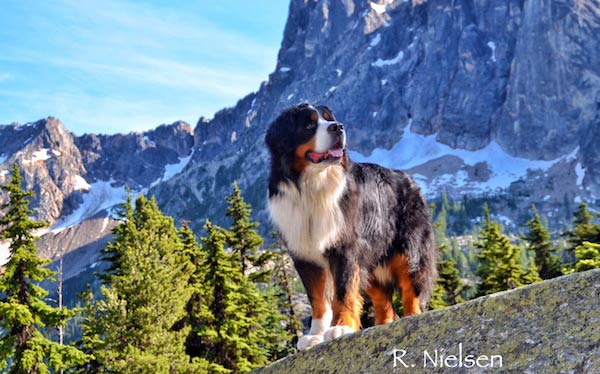 Bernese in the mountains