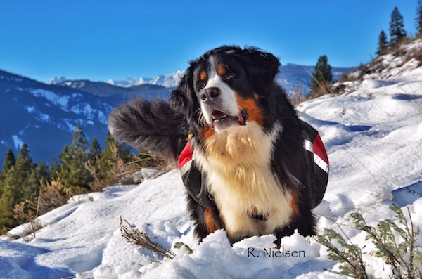 Bernese thick coat for winter
