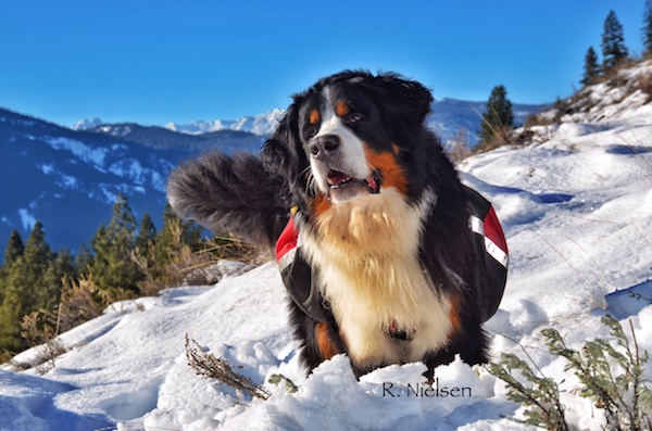 Bernese mountain store dog rescue