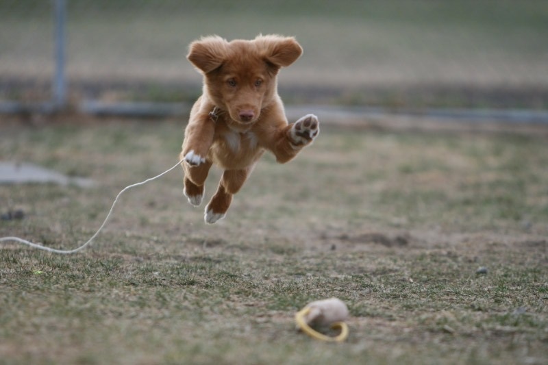 skylark tollers puppies