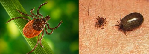 can humans get ticks from dogs
