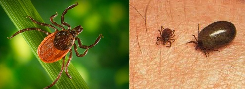 lyme disease tick on dog