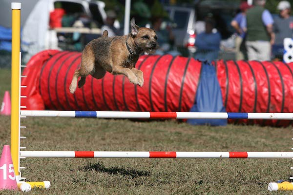 Border Terrier Agility