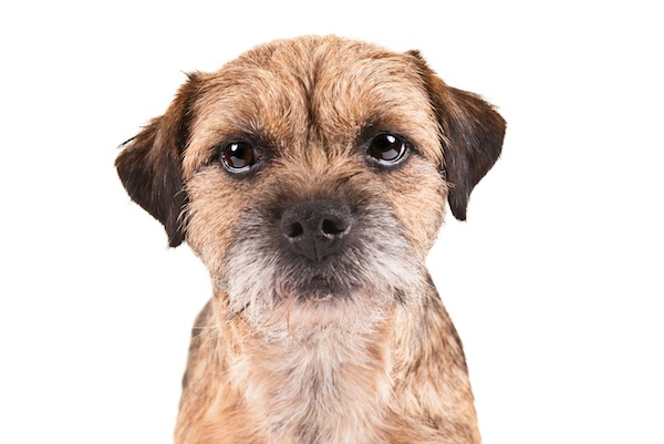 border terrier is a mixed breed