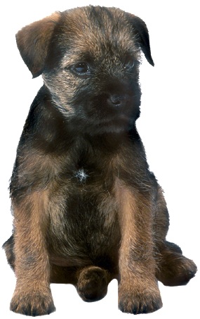 border terrier is a mixed breed