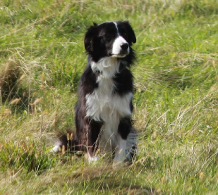 Border Collie in field