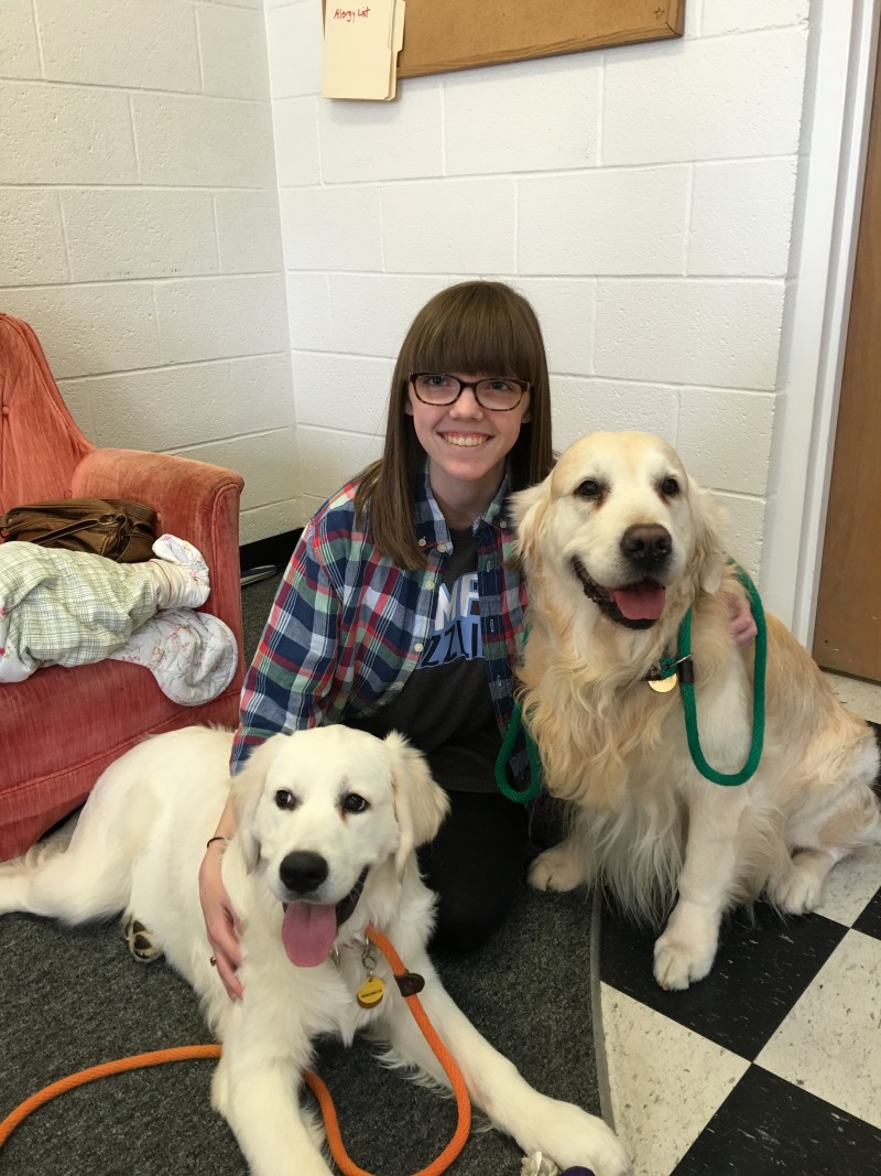 Boss and Keys working as therapy dogs