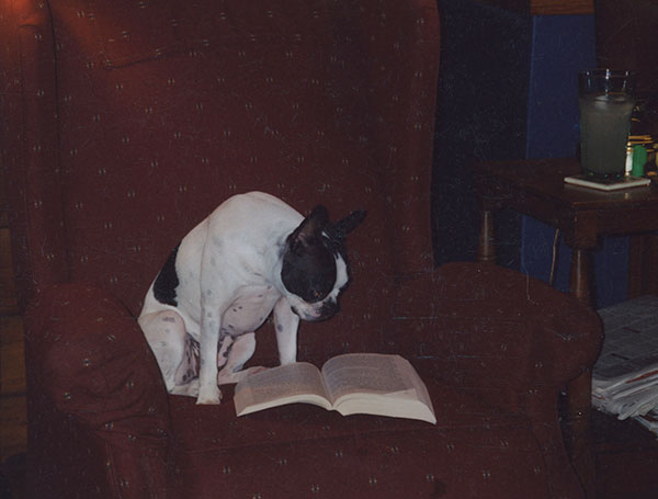 Boston Terrier Connie Davison
