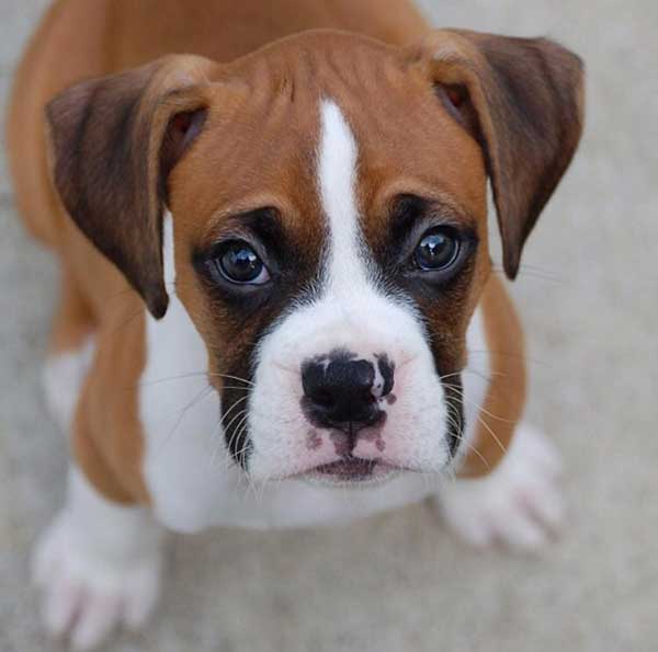 american boxer puppy