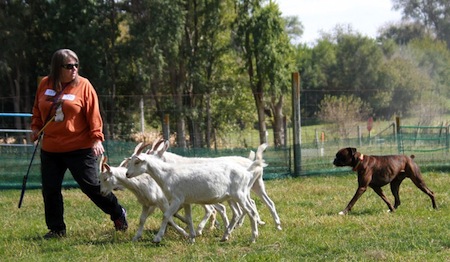 Handling In Herding Trials