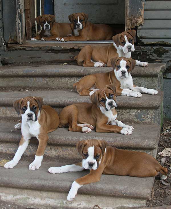 cute boxer puppies