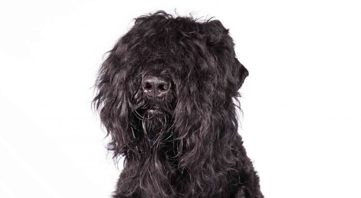 Black Russian Terrier