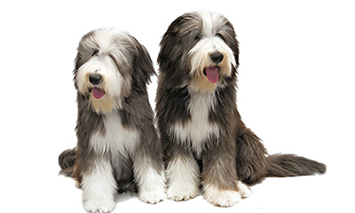 All Dog Names - AKC Dog Name Finder - American Kennel Club