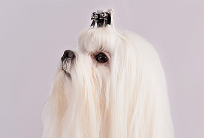 Maltese dog