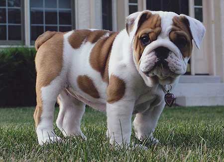 Bulldog Pup 3