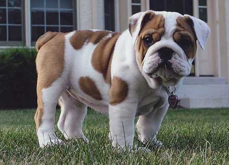 Gray store bulldog puppy