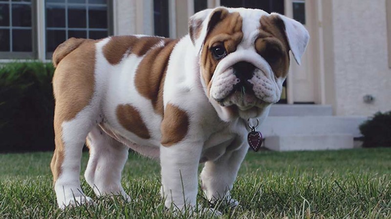 gray bulldog puppy