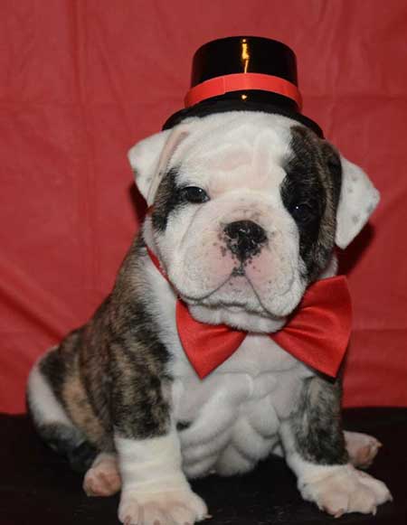 Bulldog Pup 5