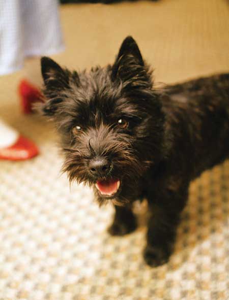 cairn terrier and schnauzer mix