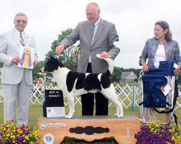 Canaan Dog magnum BISS