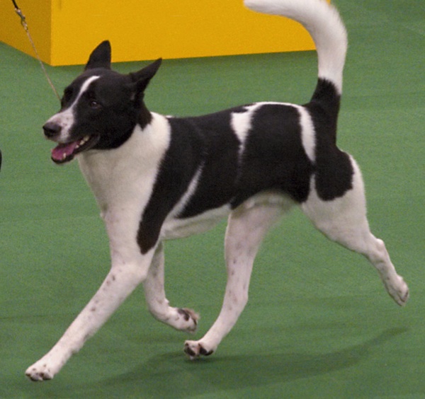 canaan dog magnum in the ring