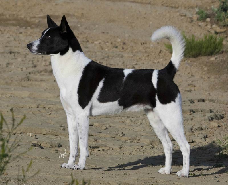 canaan dog magnum edit