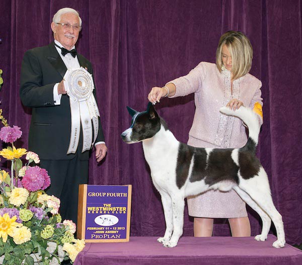 canaan dog magnum at westminster kennel club dog show