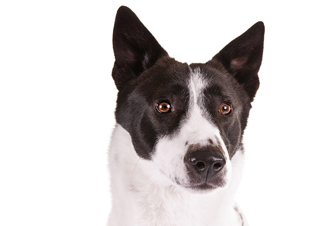 canaan dog head shot