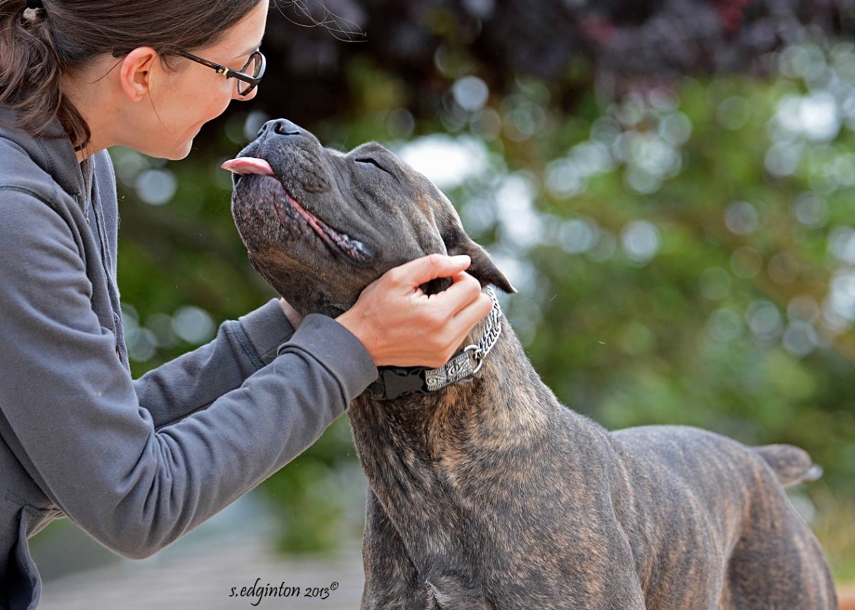 is the cane corso a good family dog